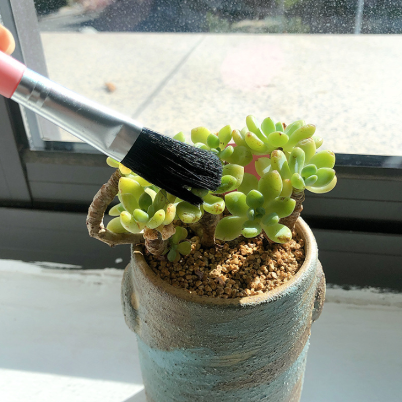 Garden tools plastic succulent brush colorful micro-landscaping green plants potted planting to dust small brush